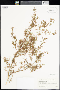 Image of Leptomeria squarrulosa