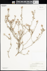 Leucopogon atherolepis image
