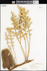 Banksia prostrata image