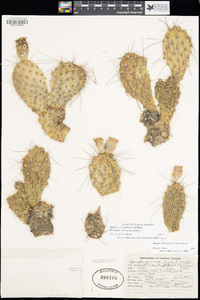 Opuntia columbiana image