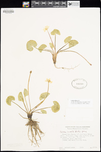Caltha leptosepala subsp. howellii image