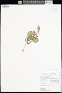 Phacelia campanularia image