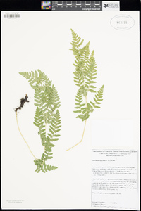 Pteridium aquilinum image