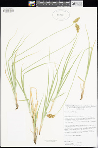 Carex phaeocephala image