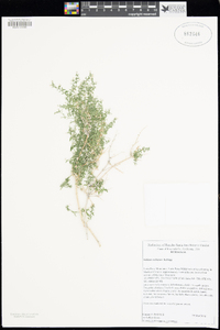 Galium stellatum image