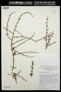 Phoradendron californicum image