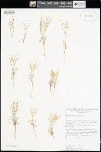 Eriogonum palmerianum image