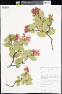 Arctostaphylos pringlei image