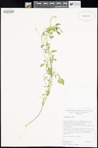 Melilotus albus image