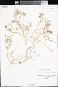 Astragalus insularis var. harwoodii image