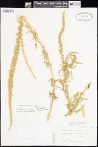 Amaranthus palmeri image