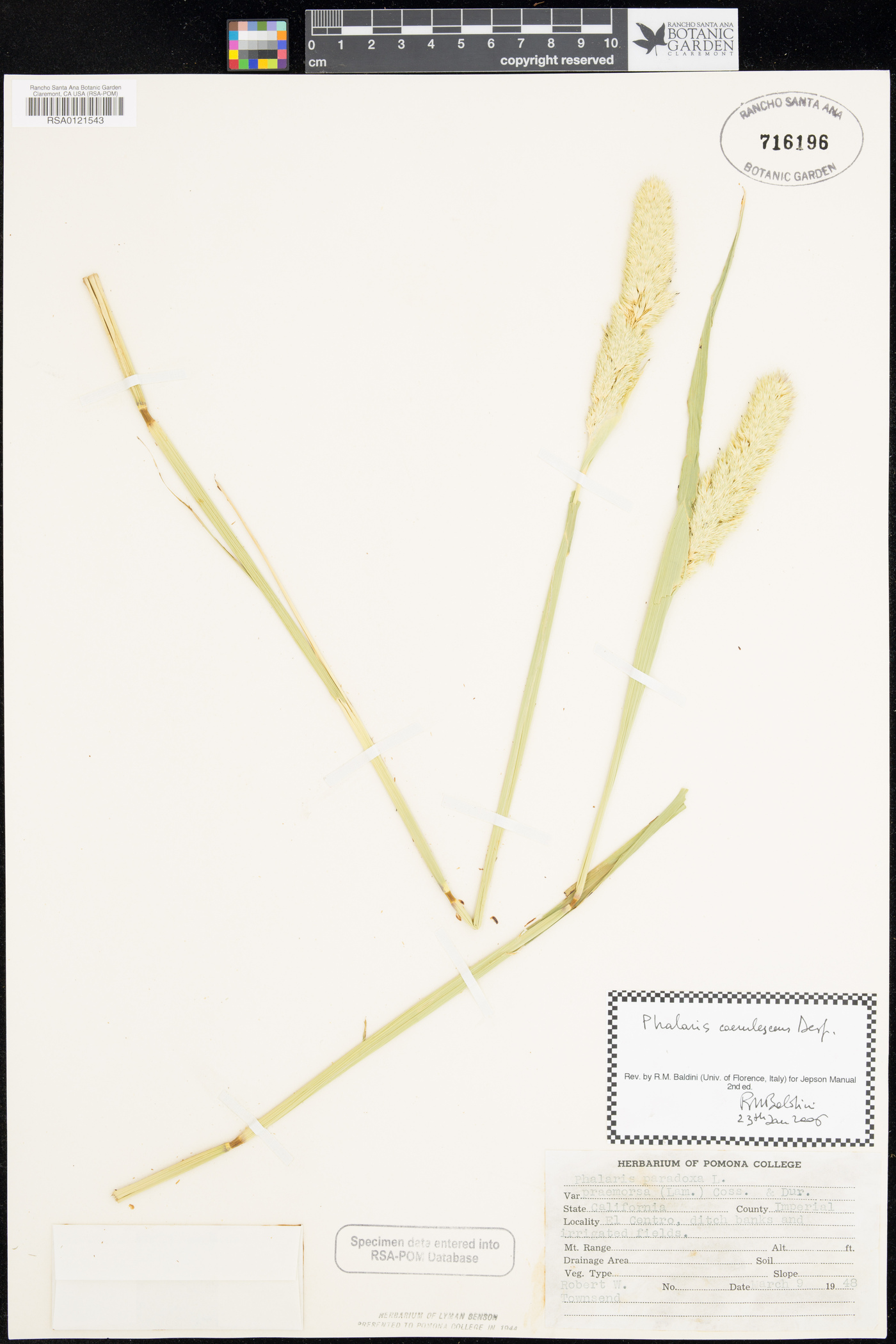 Phalaris coerulescens image