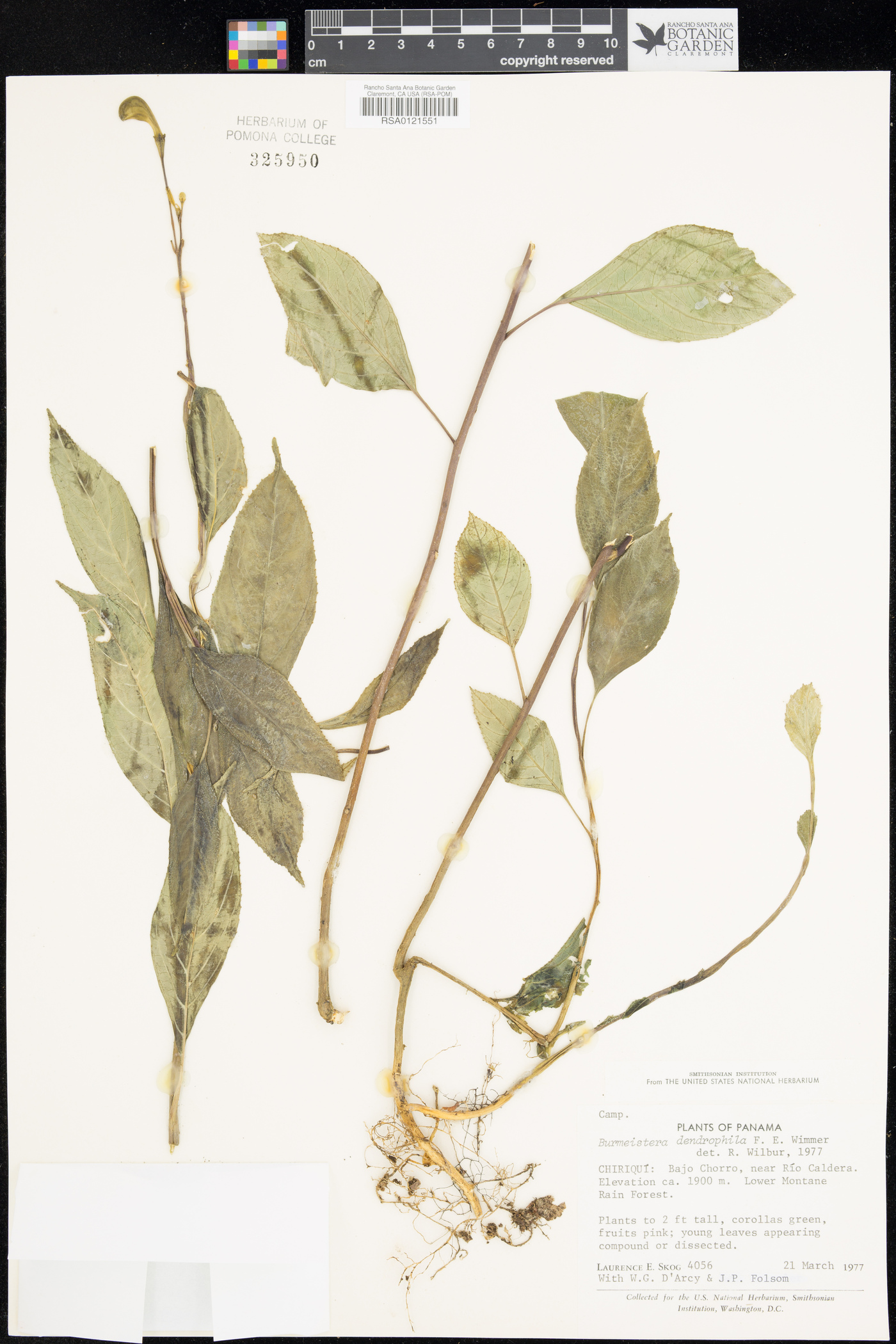 Burmeistera dendrophila image