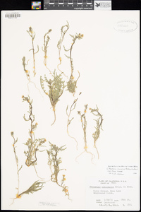 Mentzelia monoensis image