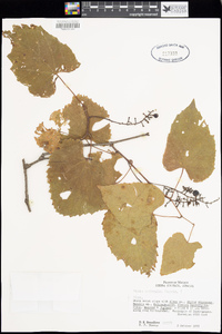 Vitis arizonica image