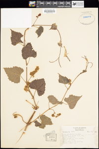 Vitis arizonica image