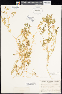 Euphorbia platysperma image