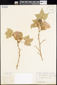 Gossypium herbaceum image