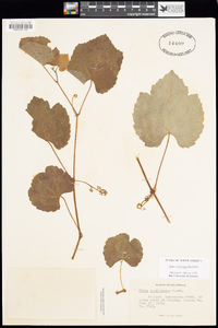 Vitis californica image