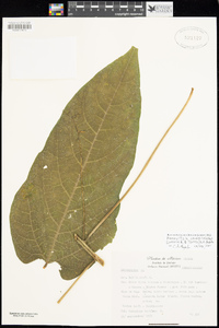 Image of Carica cnidoscoloides
