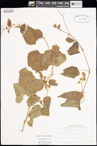 Vitis arizonica image