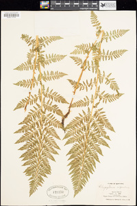 Athyrium distentifolium image