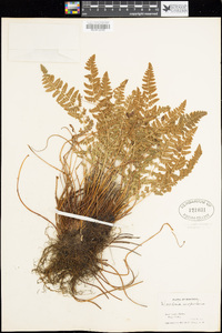 Woodsia scopulina image