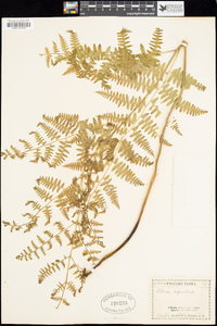 Pteridium aquilinum subsp. aquilinum image