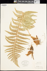 Dryopteris filix-mas subsp. filix-mas image