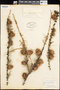 Larix occidentalis image