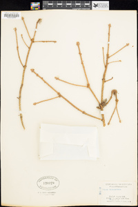 Picea engelmannii subsp. engelmannii image