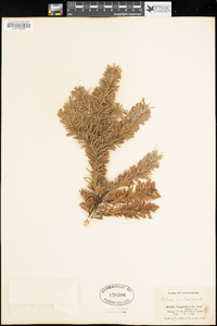 Abies lasiocarpa subsp. lasiocarpa image