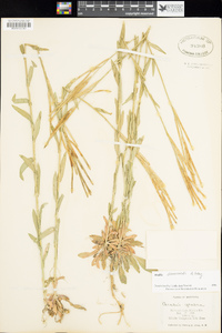 Boechera stricta image