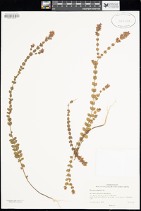 Image of Boronia crenulata
