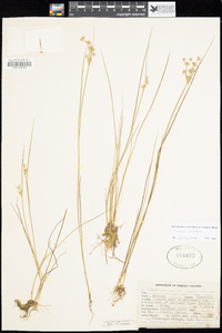 Juncus nodosus image