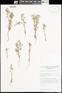 Cryptantha pterocarya var. pterocarya image