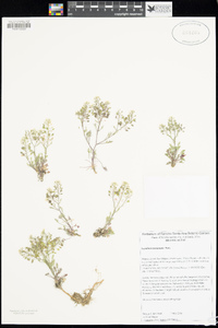 Lepidium montanum image