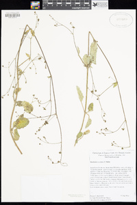 Boerhavia coccinea image