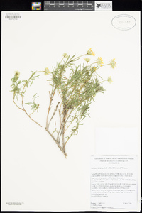 Ericameria linearifolia image