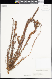 Hibbertia hibbertioides image