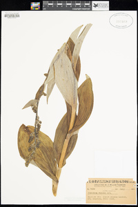 Veratrum viride image