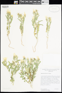 Mentzelia involucrata image