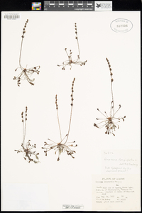 Drosera longifolia image