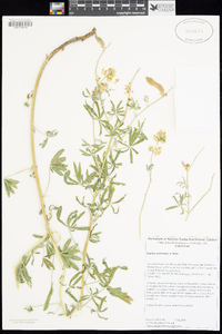 Lupinus andersonii image