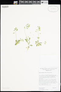 Draba cuneifolia var. integrifolia image