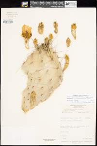 Opuntia engelmannii x phaeacantha image