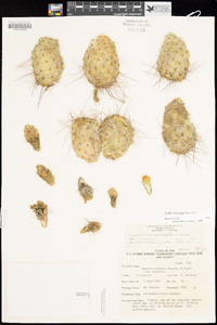 Opuntia polyacantha image