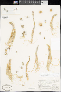 Micropuntia pulchella image