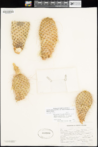 Opuntia polyacantha var. erinacea image