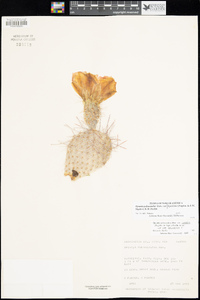 Opuntia polyacantha image